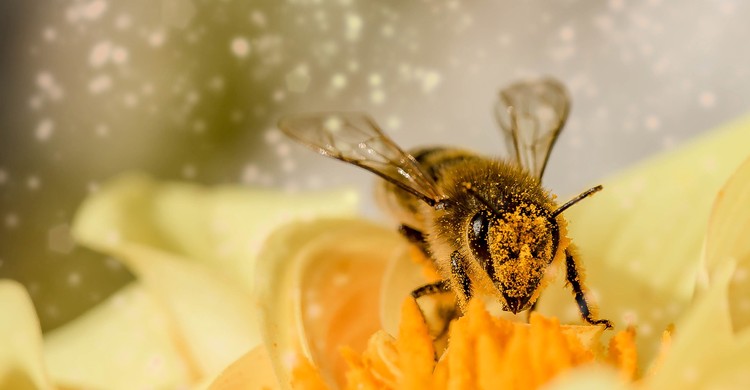 Dzień Pszczół - zdjęcie