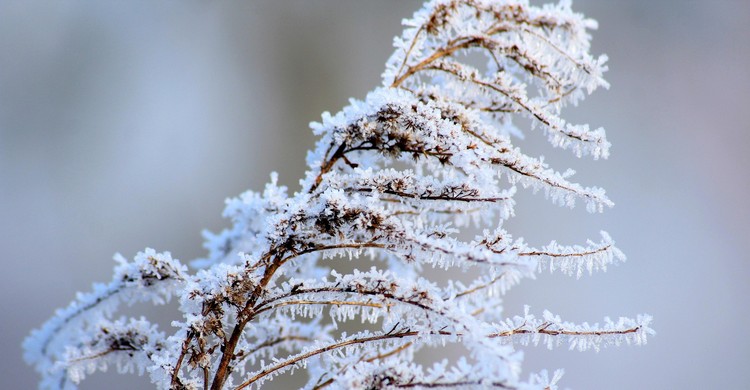 Ostrzeżenie meteorologiczne Nr 24 - Przymrozki/ 1 - zdjęcie